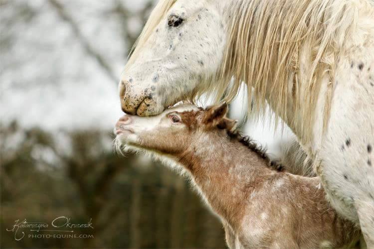 Gypsy Cob mare and foal